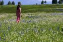 Woman walking through a meadow of wildflowers including the camas lily in Valley County, Idaho. MR