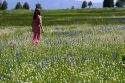 Woman walking through a meadow of wildflowers including the camas lily in Valley County, Idaho. MR