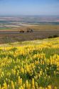 Yellow lupine growing along Interstate 84 with a logging truck traveling in the background near Pendleton, Oregon.