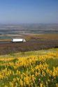 Yellow lupine growing along Interstate 84 with a long haul truck traveling in the background near Pendleton, Idaho.