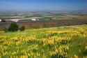 Yellow lupine growing along Interstate 84 with traffic in the background near Pendleton, Oregon.