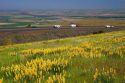 Yellow lupine growing along Interstate 84 with traffic in the background near Pendleton, Oregon.