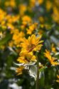 Mules ear balsam root wild flowers in Idaho.