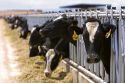 Dairy cows at a feedlot in Grandview, Idaho.