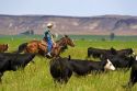 A rancher on horseback during a cattle roundup near Grandview, Idaho.