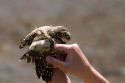 Wildlife biologist showing the wing of a fledgling burrowing owl near Mountain Home, Idaho.