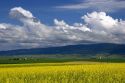 Canola rapeseed crop at Grangeville, Idaho.