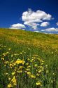 Yellow wildflowers on a hillside near Harrison, Idaho.