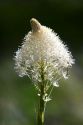 The white flower of Bear Grass north of Salmon, Idaho.