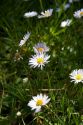 Baby daisies growing on the Oregon Coast.