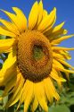 A sunflower in France.