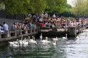 People sit along the Zurichsee feeding swan and duck in Zurich, Switzerland.

switzerland, swiss, europe, european, travel, tourism, swiss alps, alps, alpine, zurich, zurichsee lake, zurichsee, lake, swan, duck, birds, feed