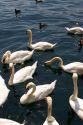 Swan and duck in the Zurichsee at Zurich, Switzerland.

switzerland, swiss, europe, european, travel, tourism, swiss alps, alps, alpine, zurich, zurichsee lake, zurichsee, lake, swan, duck, birds