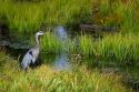 Great blue heron at Island Park, Idaho.