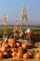 Pumpkin display with hay bales and scarecrows at a roadside fruit stand in Fruitland, Idaho.