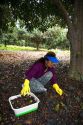 Hawaiian woman harvesting Macadamia Nuts that have fallen off of the tree onto the ground on the Big Island of Hawaii.