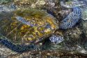 Hawaiian Green Sea Turtle in a tidal pool on the Big Island of Hawaii.