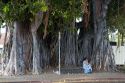 Banyan tree at Kailua-Kona on the Big Island of Hawaii.