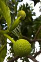 Breadfruit growing on a tree on the Big Island of Hawaii.