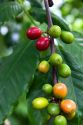 Coffee berries grow on a coffee plant on the Big Island of Hawaii.