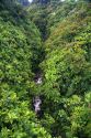 Tropical rainforest near Hilo on the Big Island of Hawaii.