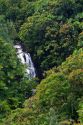 Tropical rainforest near Hilo on the Big Island of Hawaii.