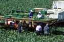 Broccoli harvest near Santa Maria, California.