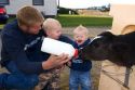 A farmer and his boys feed a dairy calf with a bottle on a farm in Utah.