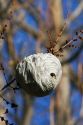 Wasp nest hanging from a tree branch in Boise, Idaho.