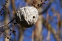 Wasp nest hanging from a tree branch in Boise, Idaho.