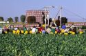 Broccoli harvest in the Imperial Valley of California.