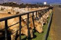 Cattle eat at a feedlot in Grandview, Idaho.