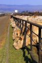 Cattle eat at a feedlot in Grandview, Idaho.