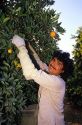 Hispanic worker harvesting oranges in Florida.