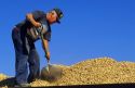 Farmer shoveling harvested peanuts in Georgia.