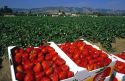Strawberry harvest in Florida.
