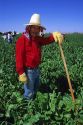 Hispanic worker in a sugar beet field in Idaho.