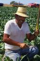 Hispanic worker sharpening a tool used for weeding in a sugar beet field in Idaho.