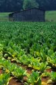 Tobacco farm.