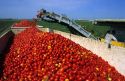 Tomato harvest near Sacramento, California.