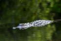 American Alligator in Everglades National Park, Florida.