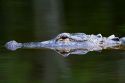 American Alligator in Everglades National Park, Florida.