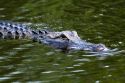 American Alligator in Everglades National Park, Florida.