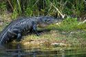 American Alligator in Everglades National Park, Florida.