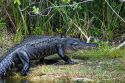 American Alligator in Everglades National Park, Florida.