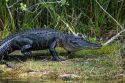 American Alligator in Everglades National Park, Florida.