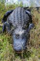 American Alligator in Everglades National Park, Florida.