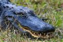 American Alligator in Everglades National Park, Florida.