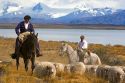 Gauchos herd sheep near Lake Argentino on the Patagonian grasslands near El Calafate, Argentina.