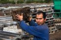 Bolivian man working on a Sphagnum Moss or Peat Moss farm near Ushuaia, Argentina.